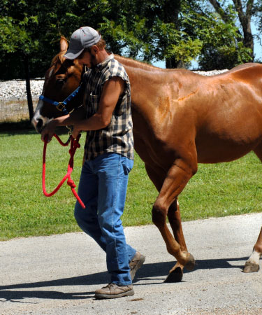 caballo